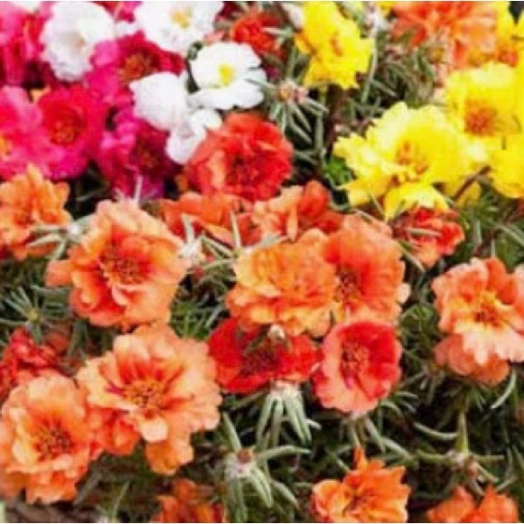 portulacaceae